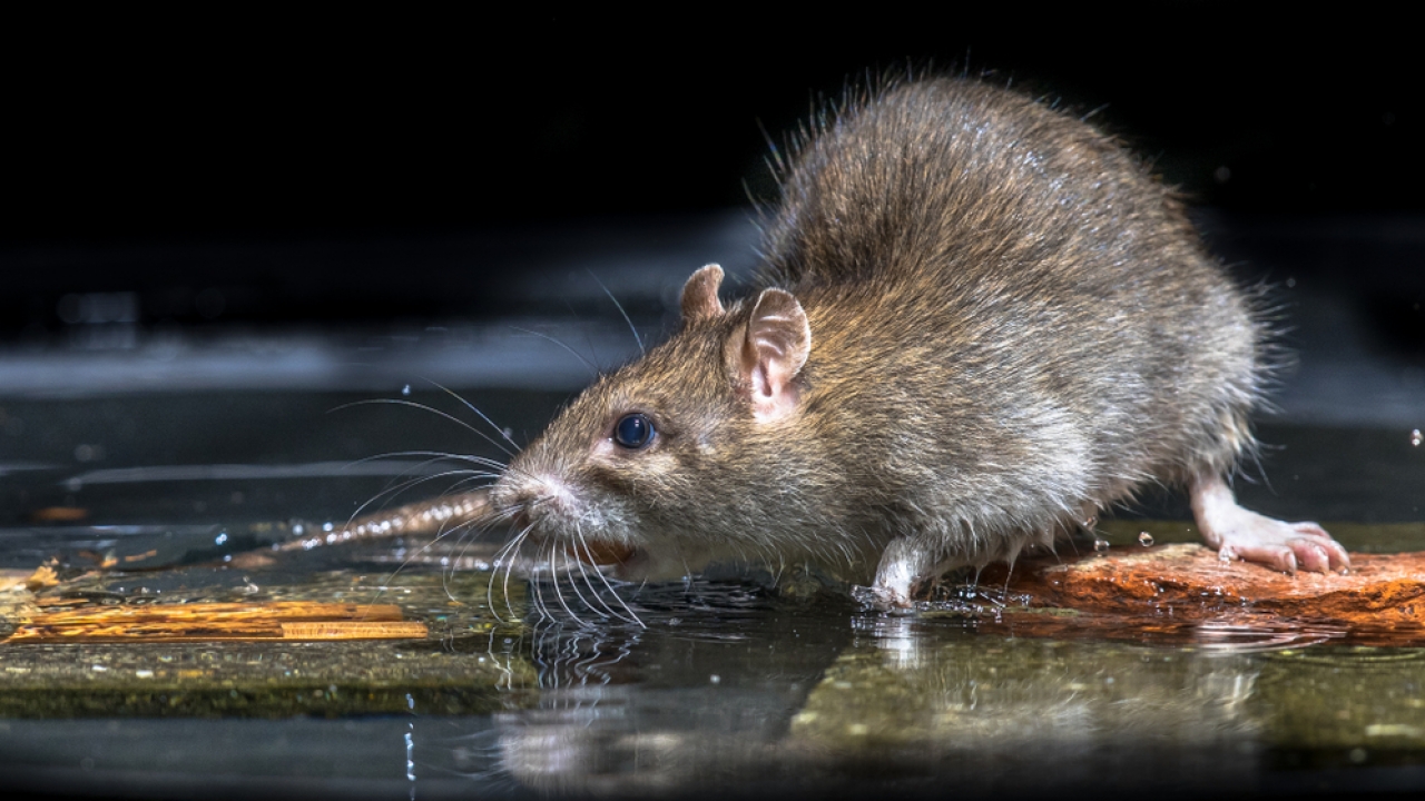 A brown rat standing in water.