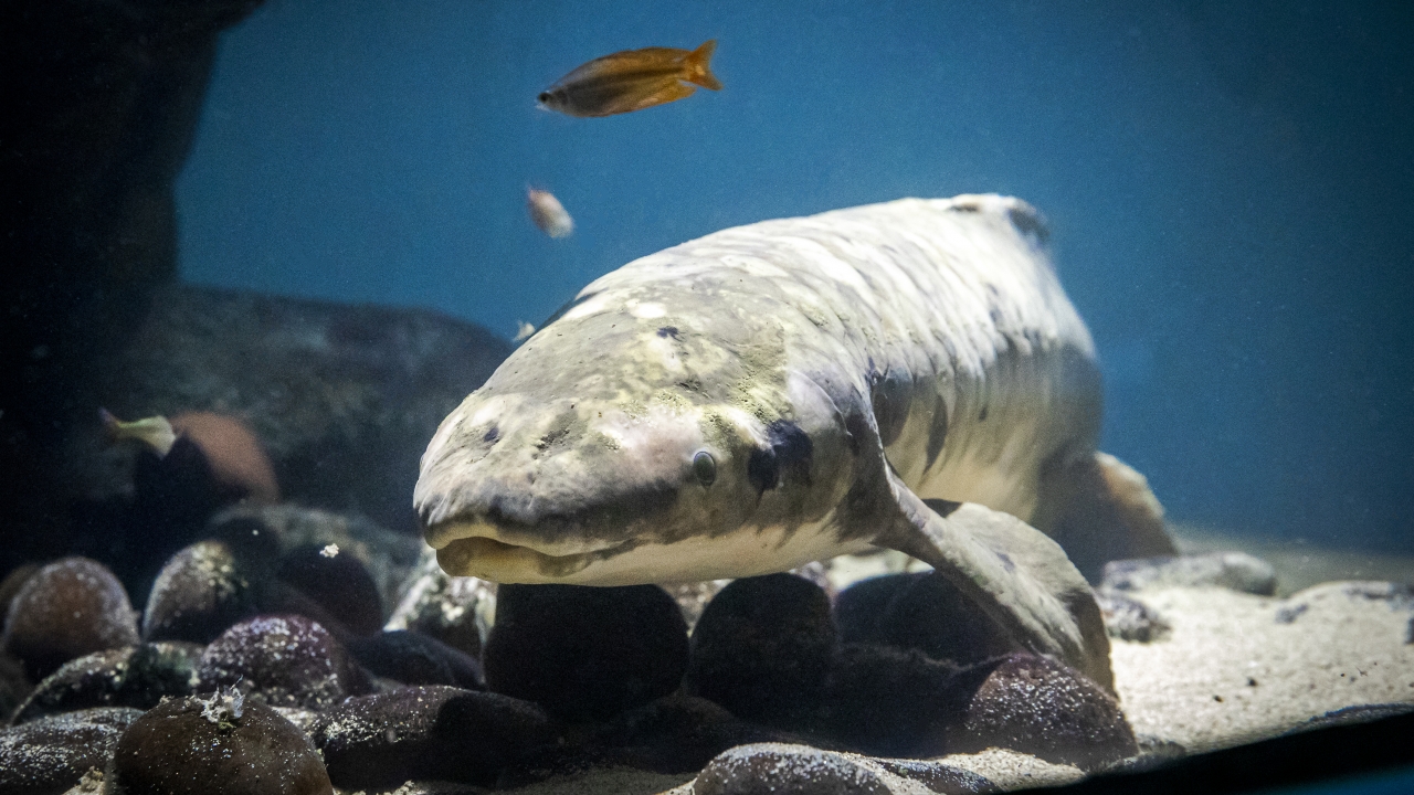 Methuselah, a 92-year-old lungfish, swims in an aquarium.