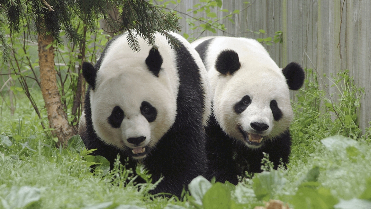 Giant pandas Mei Xiang and Tian Tian.