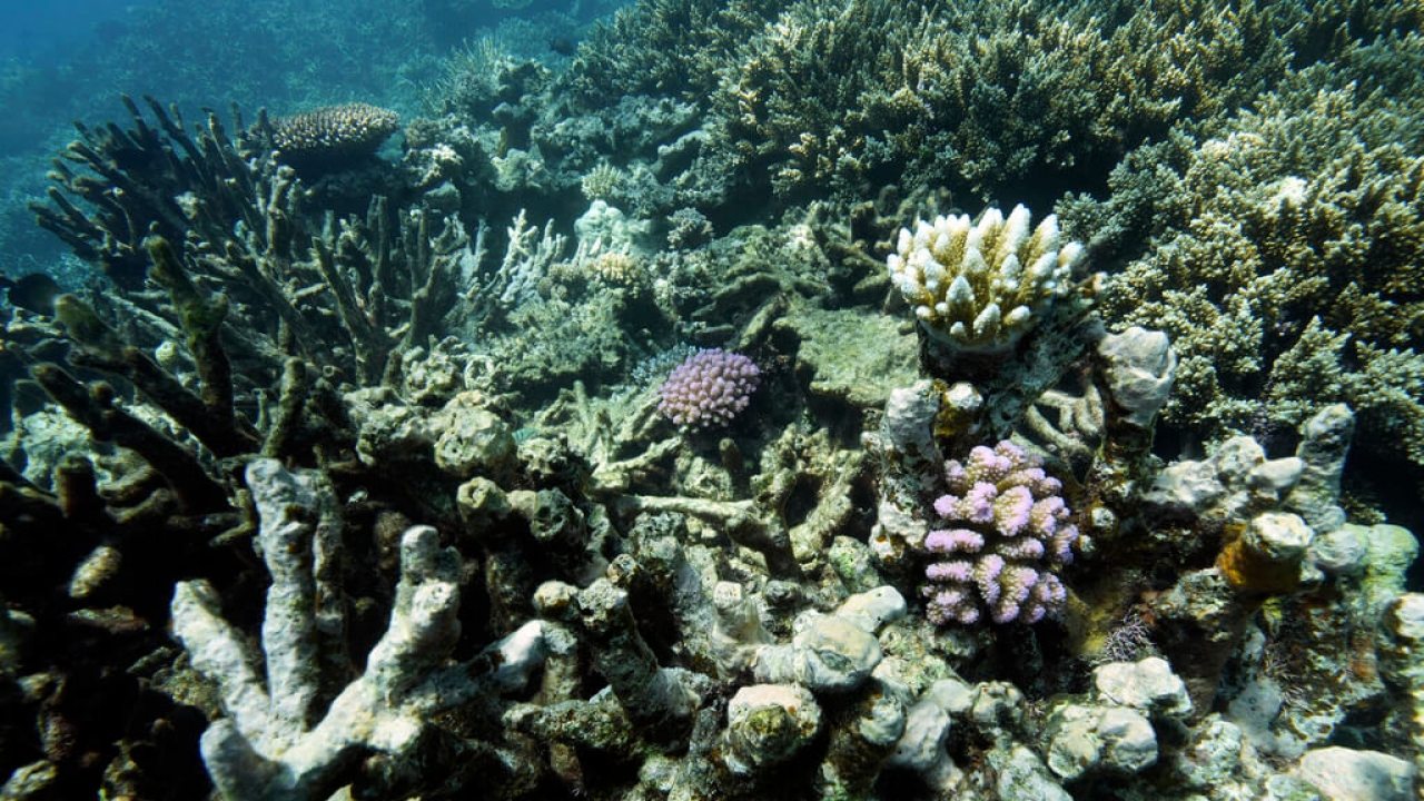 Coral on Moore Reef in eastern Australia.