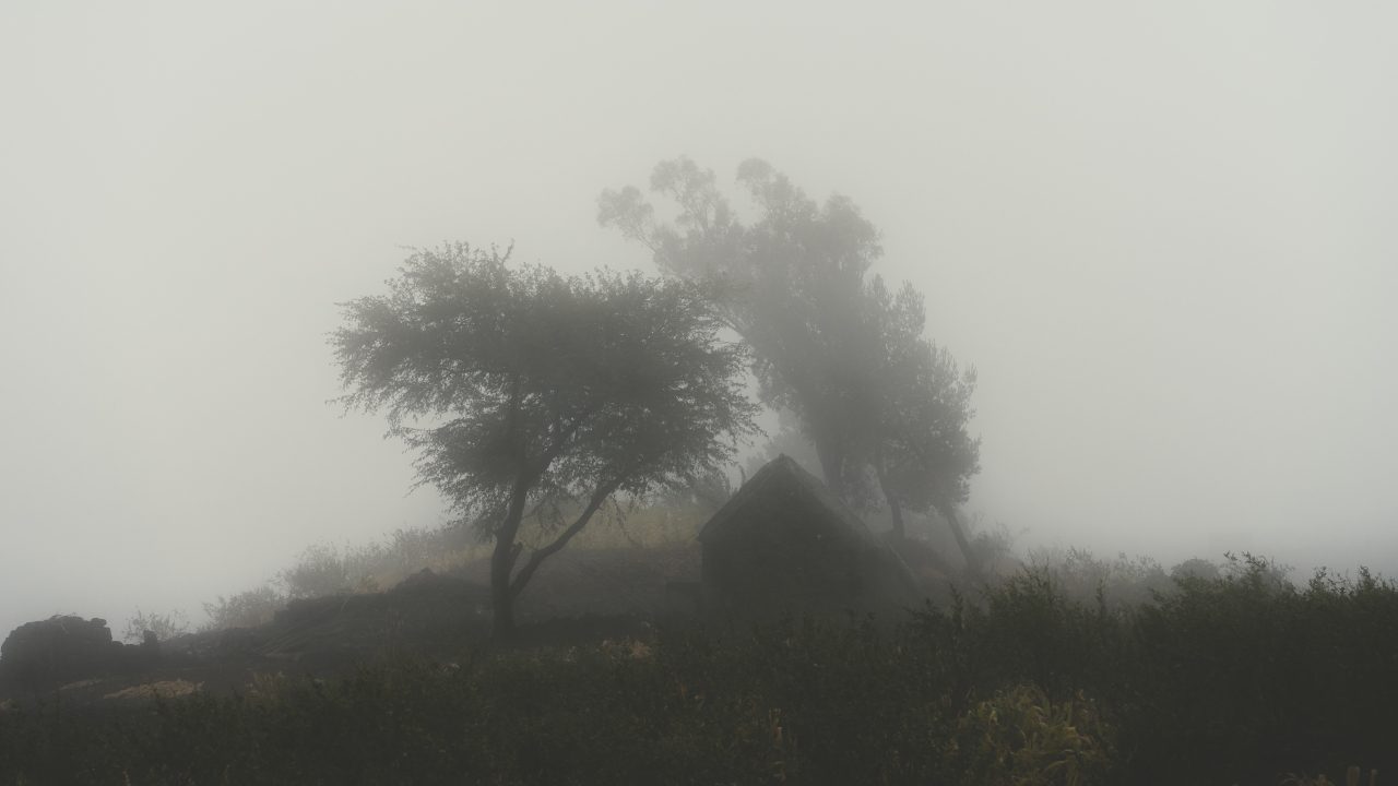 Silhouette of trees and a house in fog.