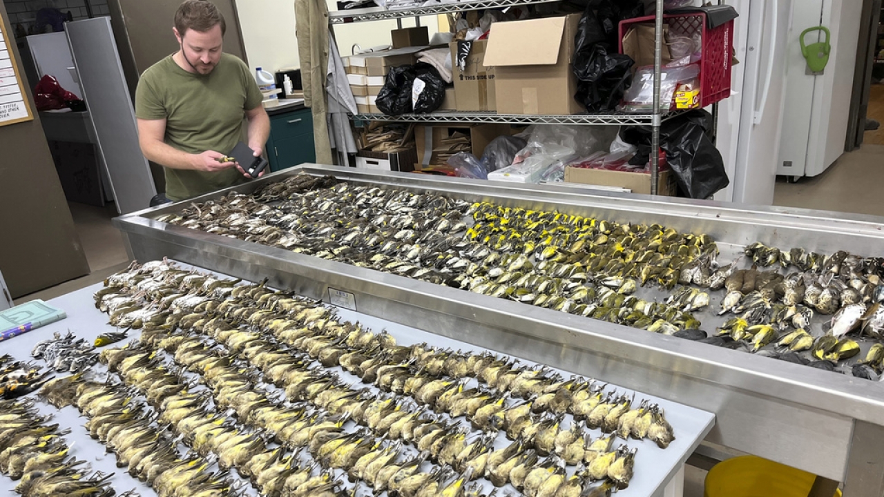 Workers at the Chicago Field Museum inspect the bodies of migrating birds that were killed when they hit a building.