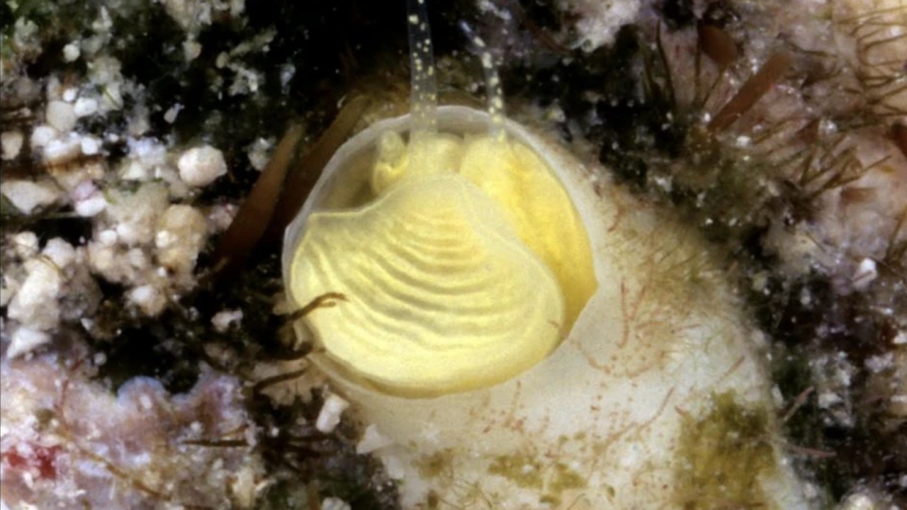 Newly-discovered, bright yellow "margarita" snail