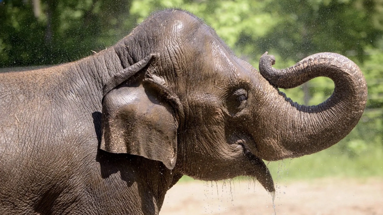 Rani, the Asian elephant