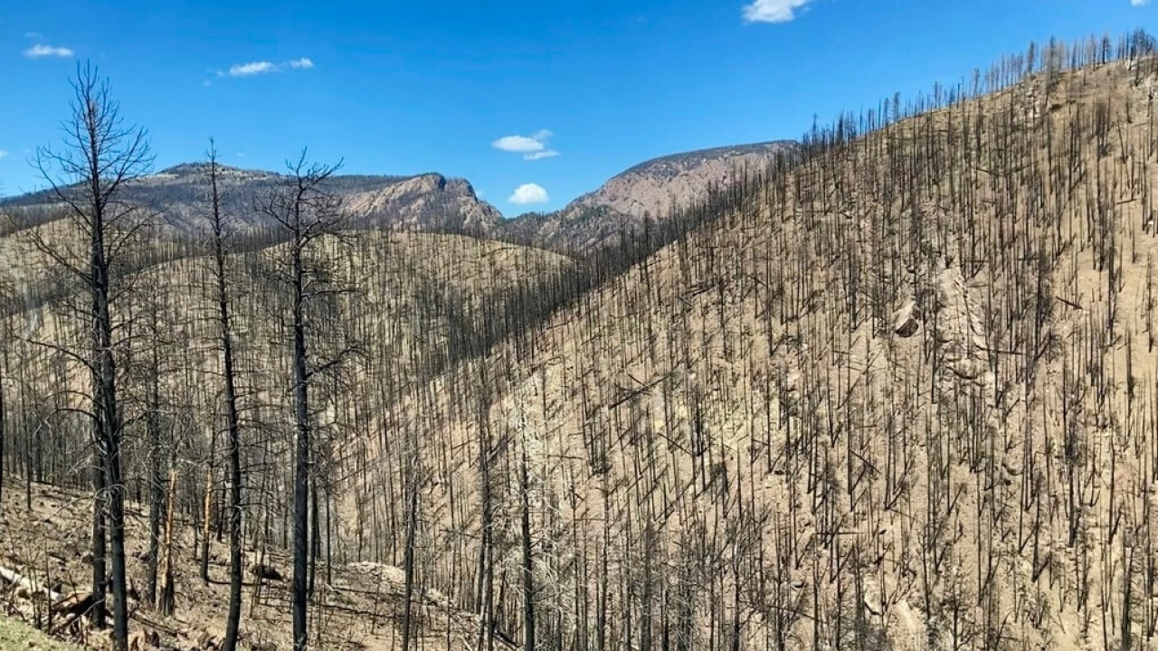 Trees burned in the Hermit's Peak/Calf Canyon fire
