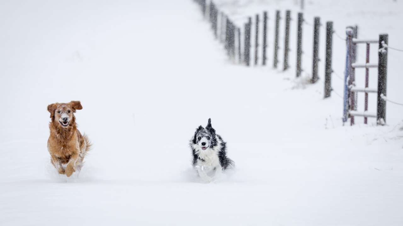 Dogs Daisy and Maggie race through fresh snow near Cremona, Alberta.