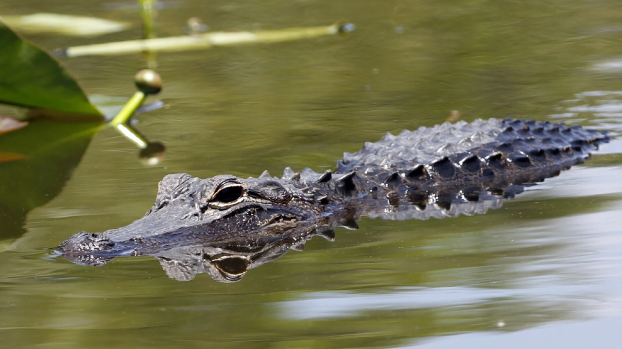 An alligator swims at the Everglades National Park, Fla., April 23, 2012.