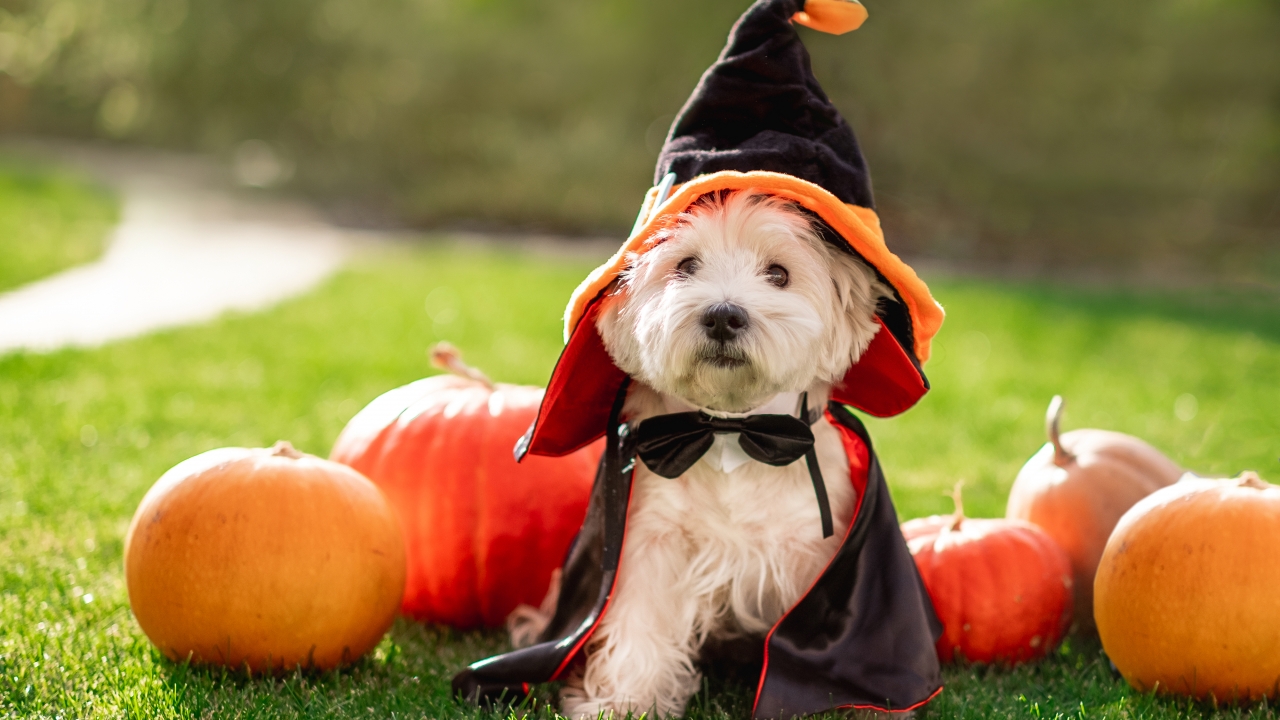 Puppy in a Halloween costume surrounded by pumpkins