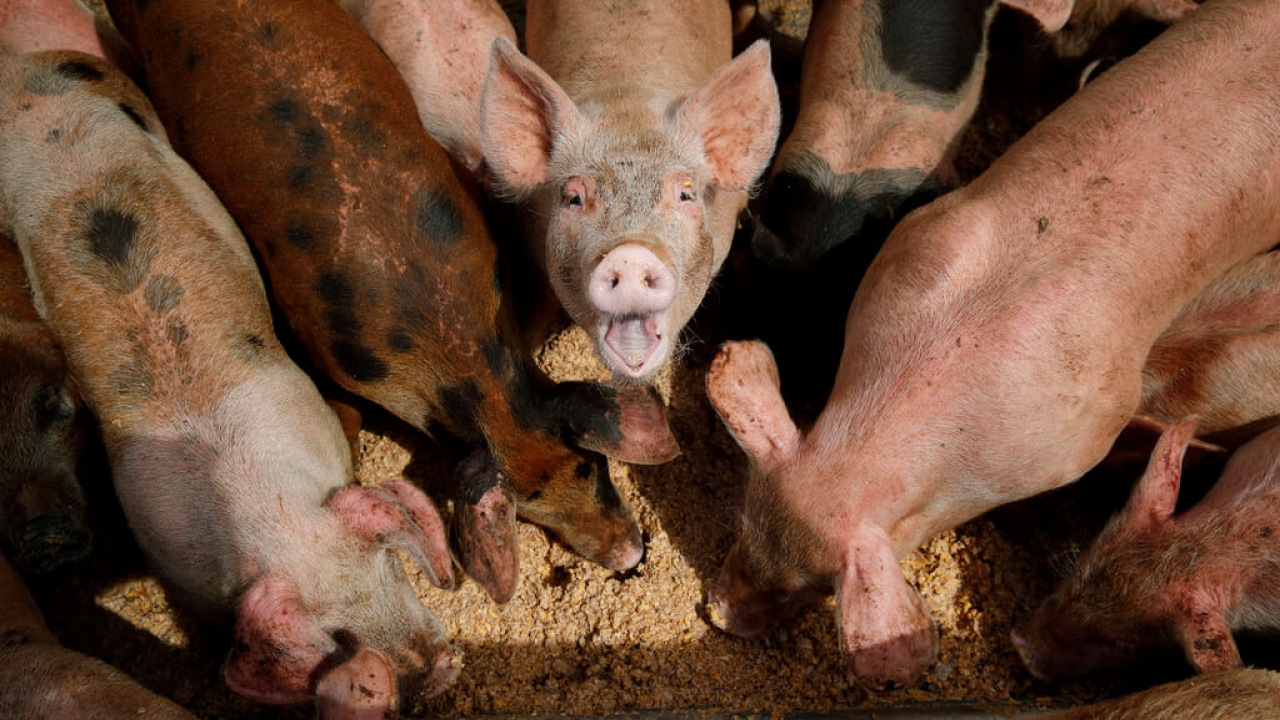 Pigs eat from a trough.