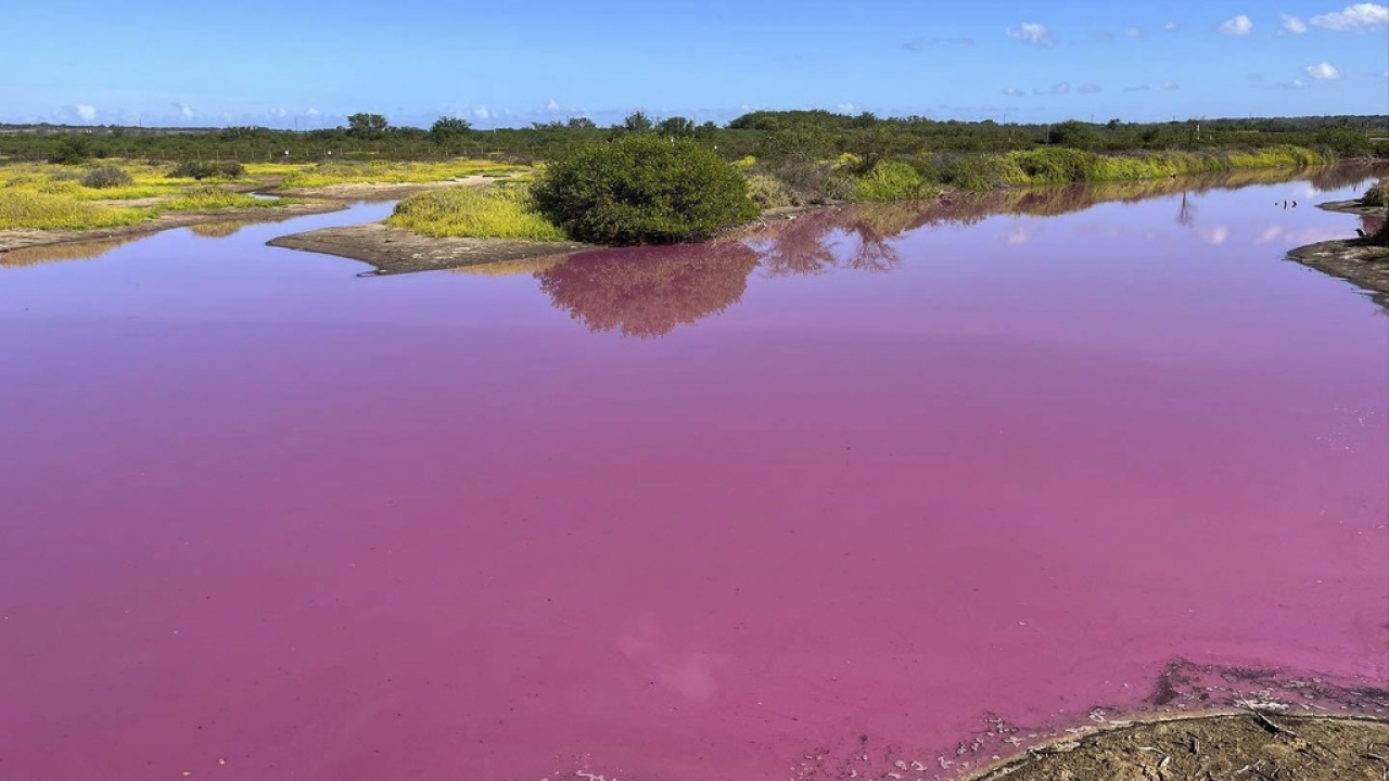 The pond at the Kealia Pond National Wildlife Refuge on Maui, Hawaii, turned bright pink because of a type of bacteria.