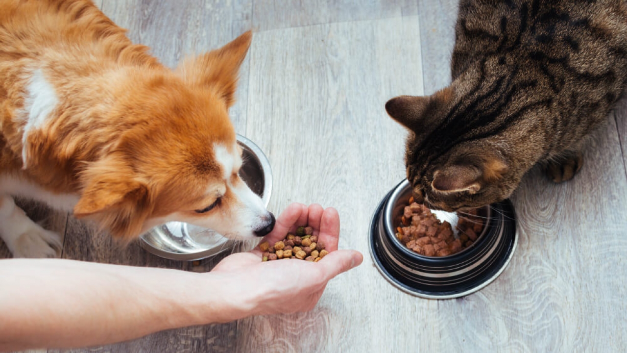 Generic image of a dog and a cat eating.