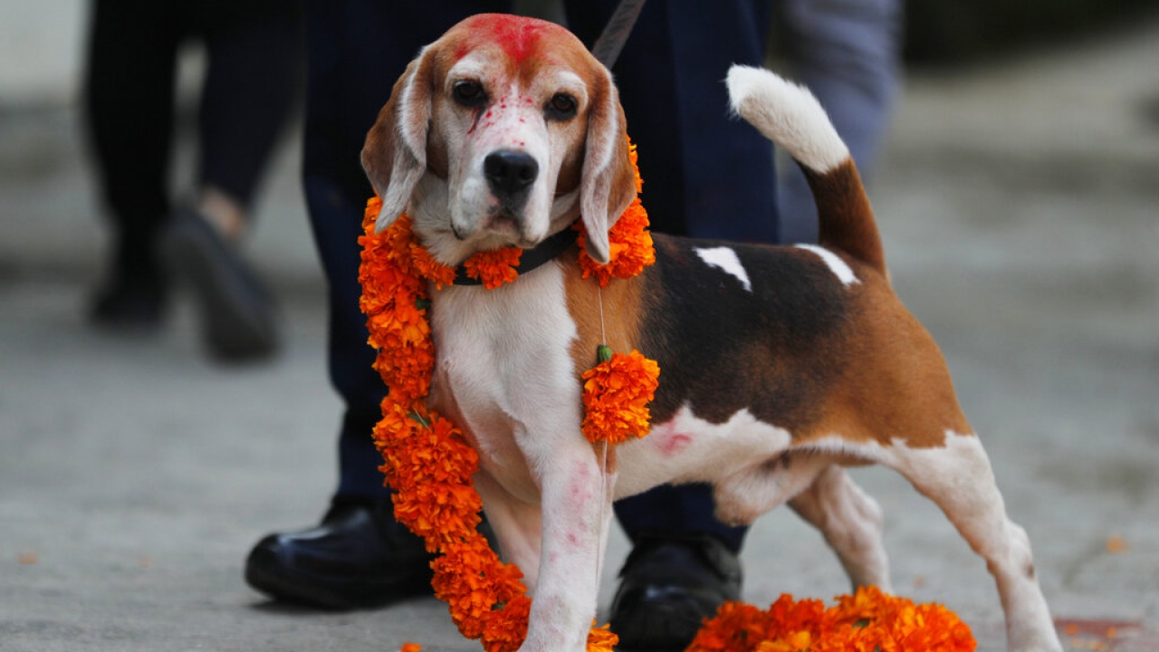 A police dog stands decorated with a garland of flowers during Tihar festival celebrations in 2021.