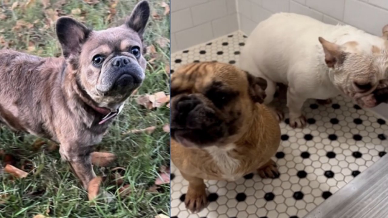 A picture of the three French bulldogs that were stolen in D.C.