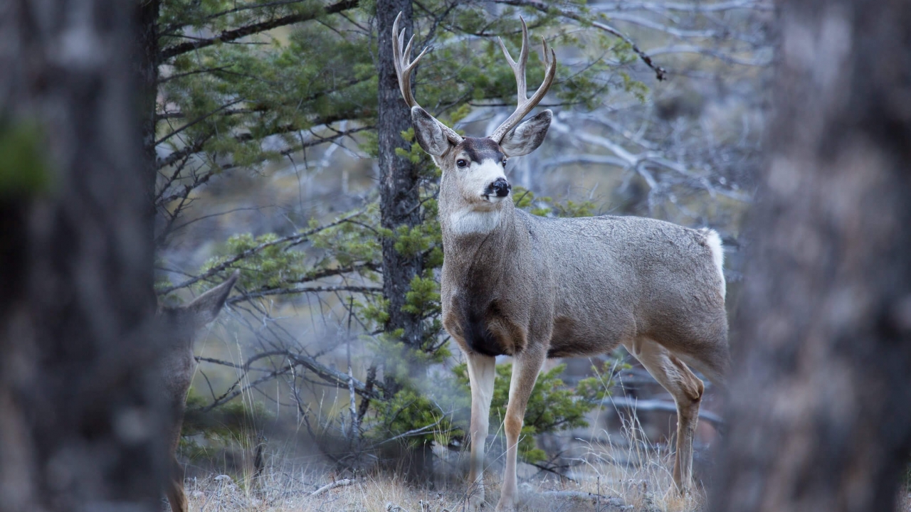 'Zombie deer disease' confirmed in Yellowstone National Park