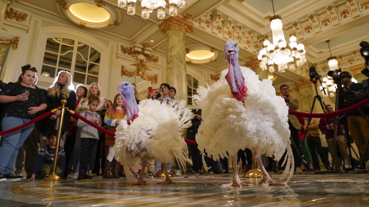 Turkeys Liberty and Bell are unveiled at a press conference before being pardoned by President Biden.