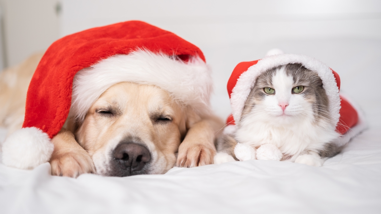 A dog and cat wearing Santa hats