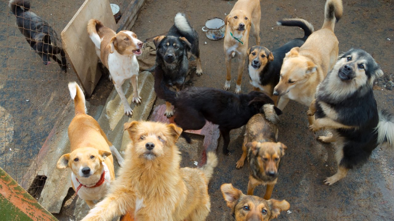 A large group of dogs