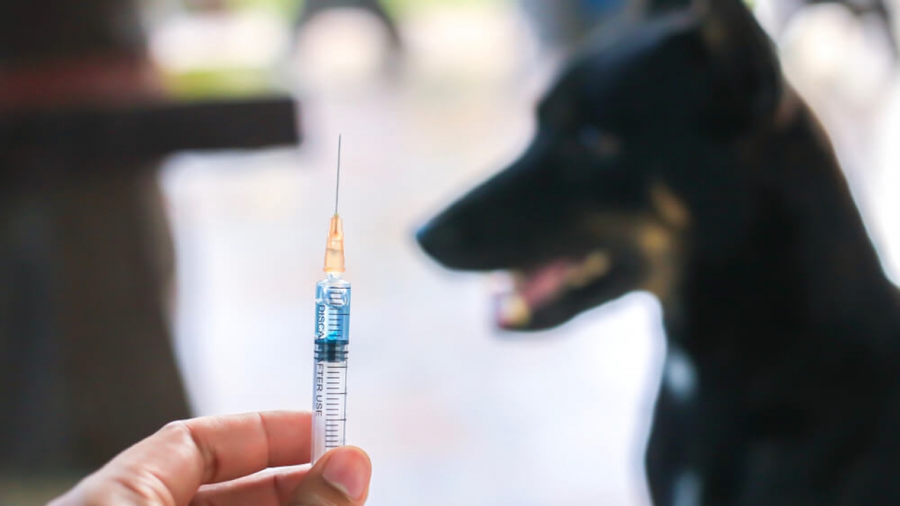 Generic image of a hand holding needle syringe hypodermic drug vaccine rabies.