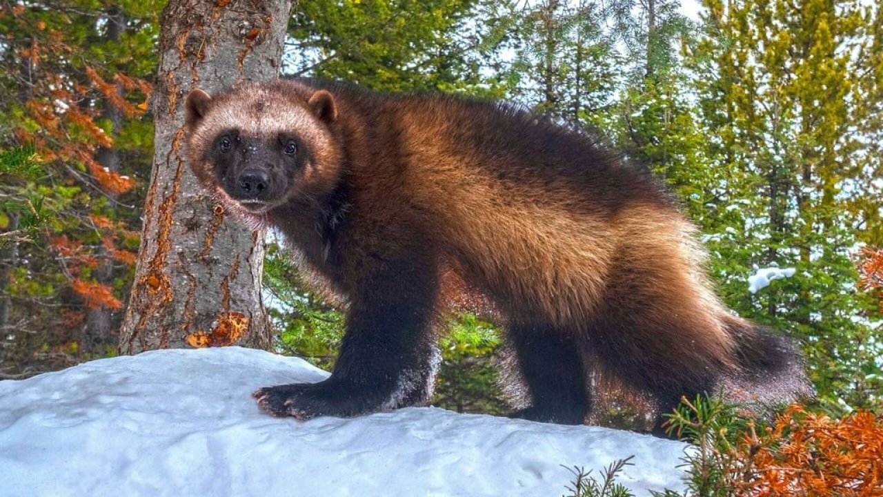 A male wolverine is seen on a hill in the Helena-Lewis and Clark of western Montana.