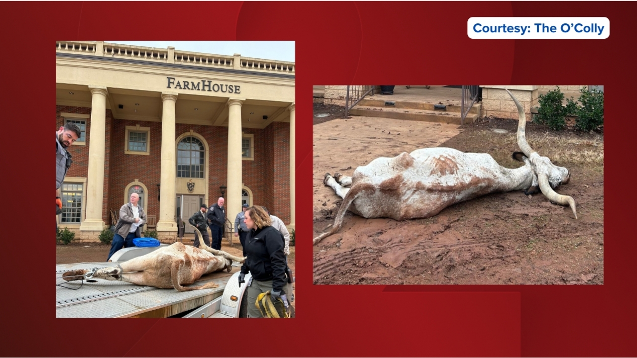 A dead longhorn outside an Oklahoma State University fraternity.