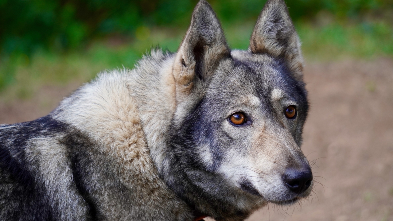 A wolf hybrid animal