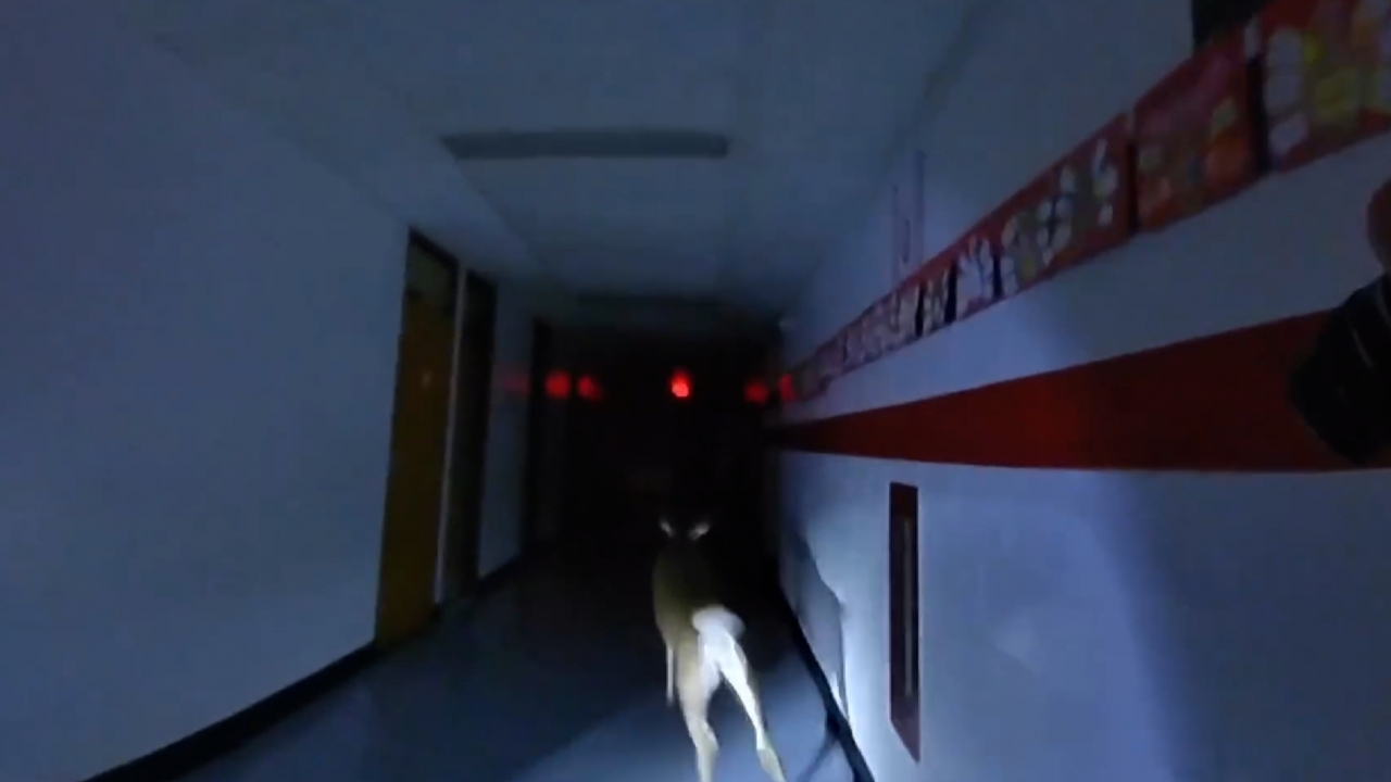 Deer running through dark hallway at an elementary school.
