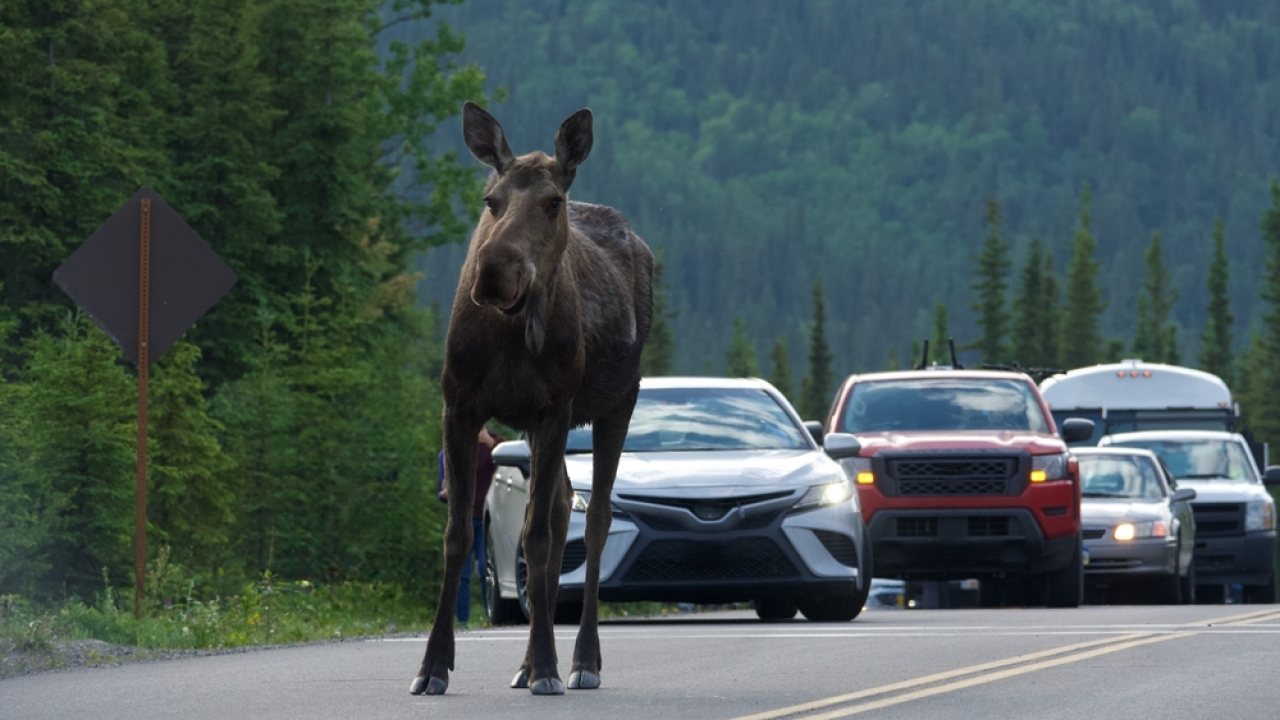 Moose walks on road with cars in background