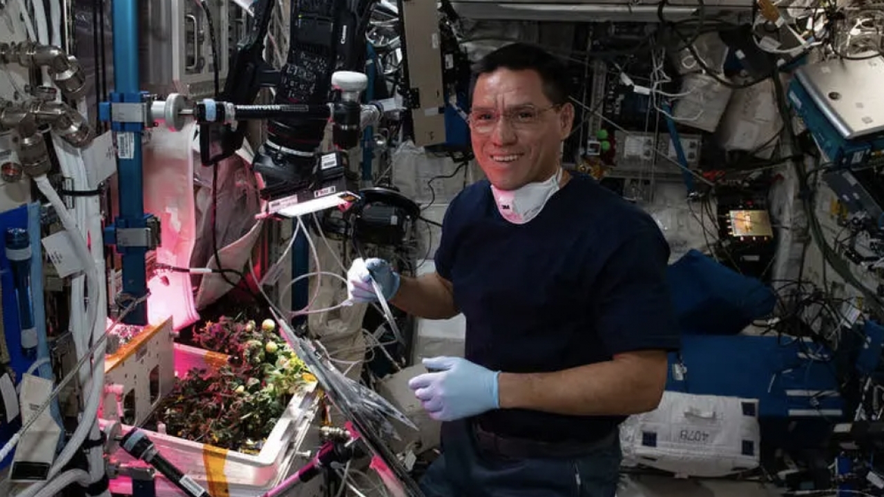 Astronaut Frank Rubio checks tomato plants growing inside the International Space Station for the XROOTS space botany study.