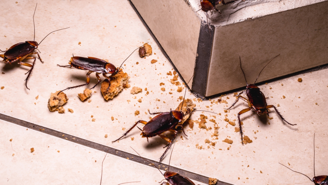 Roaches on crumbs