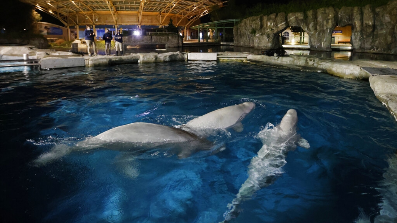 Three beluga whales swim together in an acclimation pool after arriving at Mystic Aquarium in 2021.