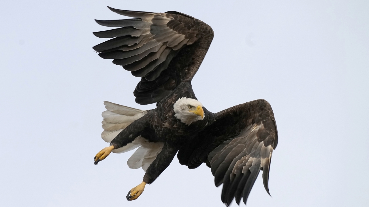 A bald eagle flies at Loess Bluffs National Wildlife Refuge.