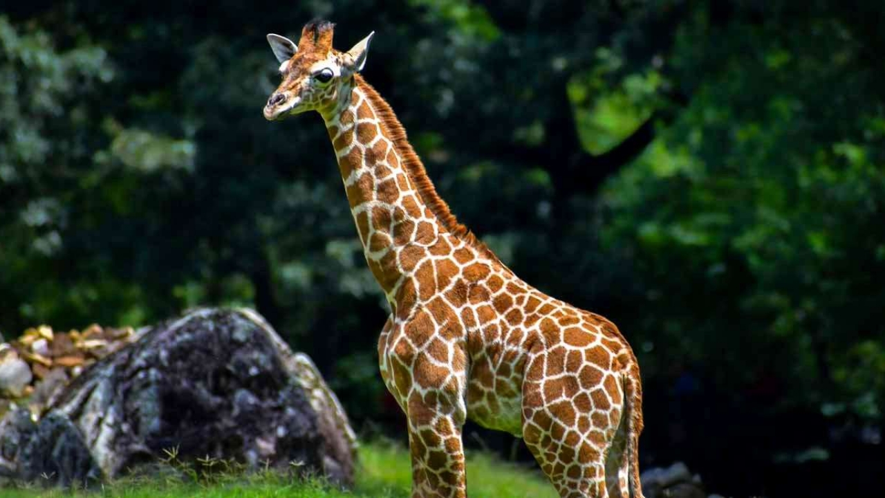 Fenn, the 6-month-old giraffe, stands in the North Carolina Zoo.