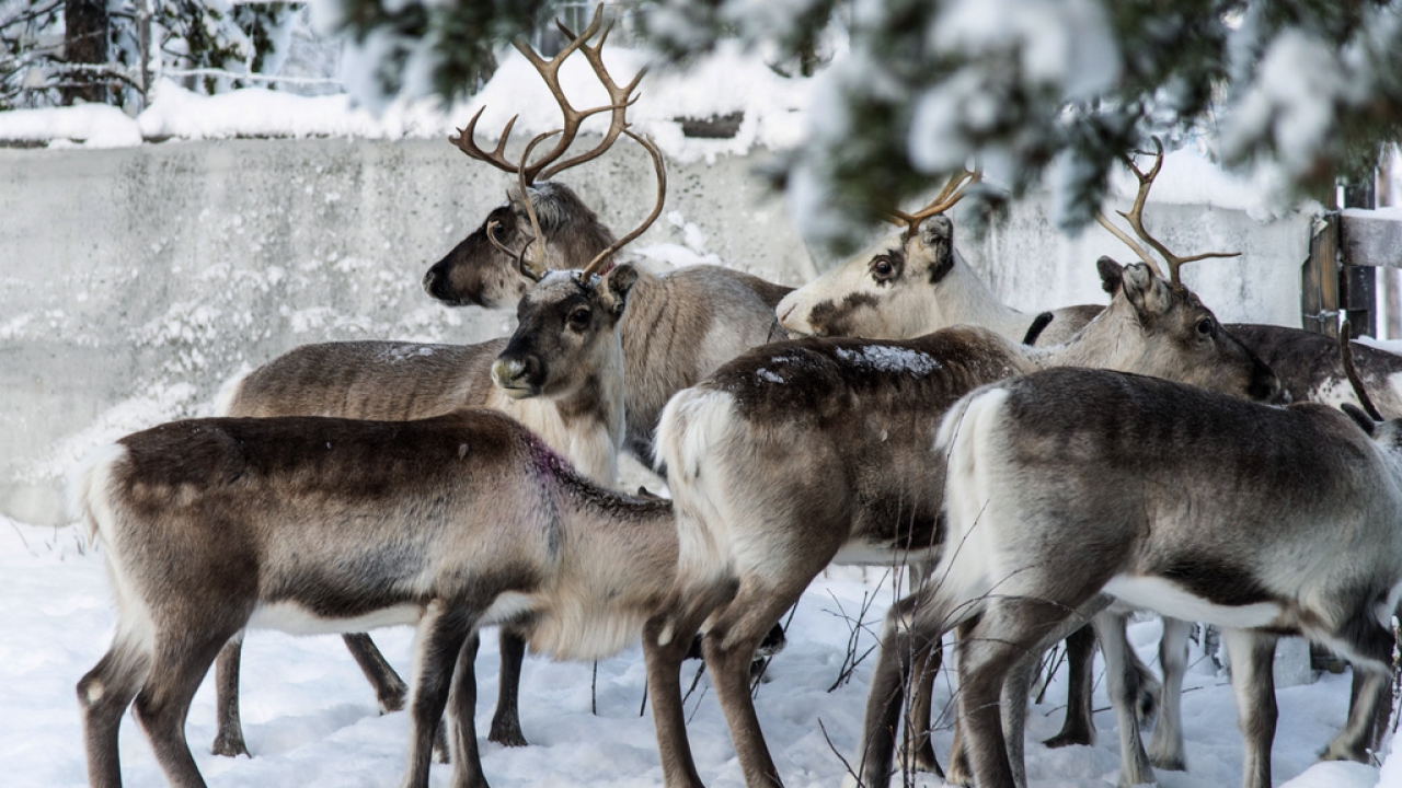 Reindeer in a corral at Lappeasuando near Kiruna, Sweden, await to be released onto the winter pastures on Nov. 30. 2019.