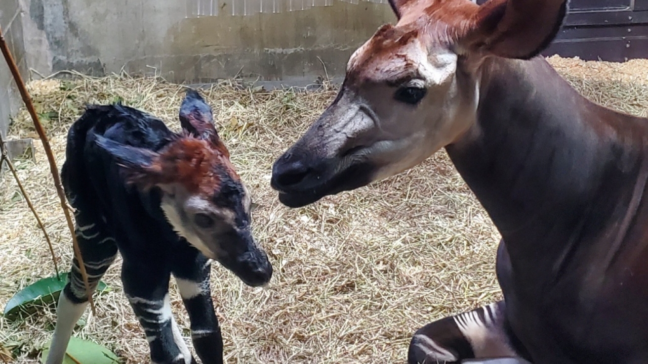 Baby okapi and its mother