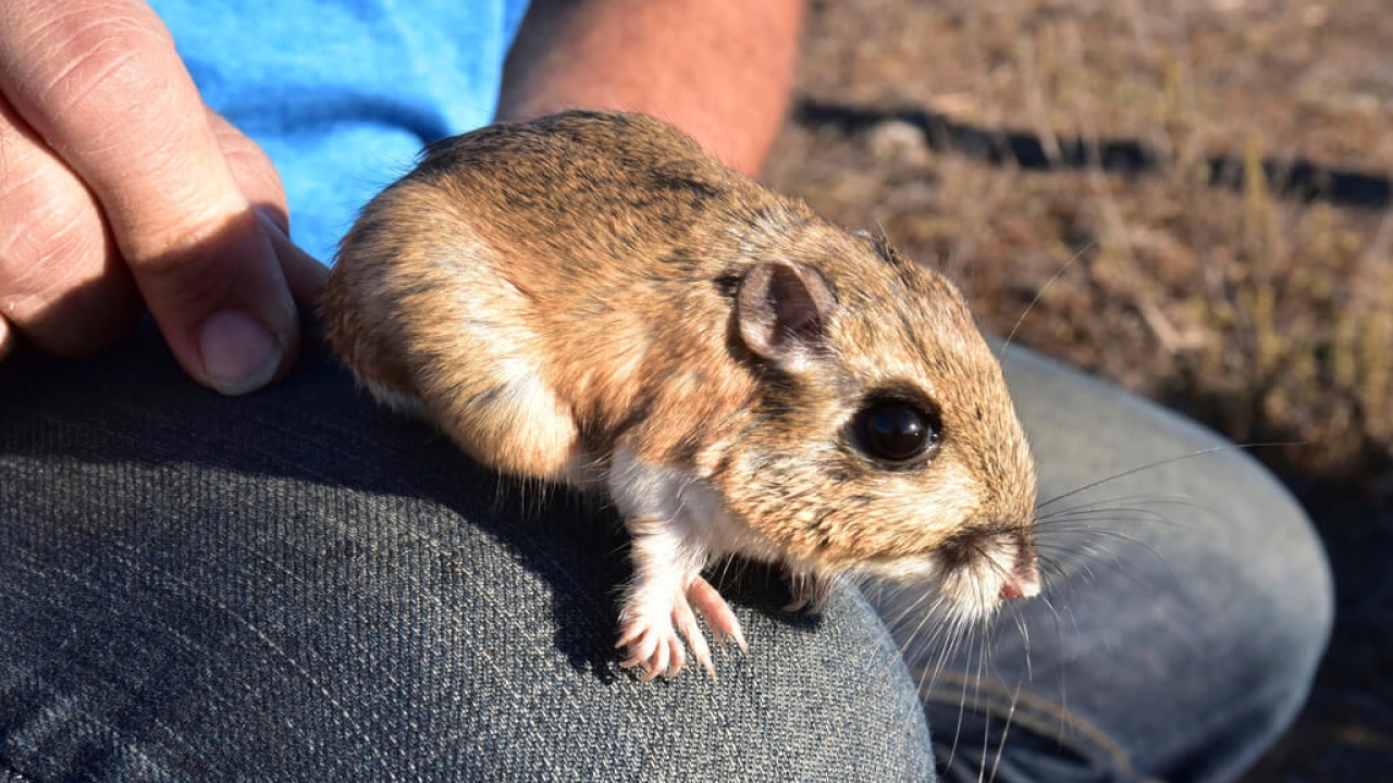A Stephens’ kangaroo rat, which was protected under the Endangered Species Act until it recovered in 2022