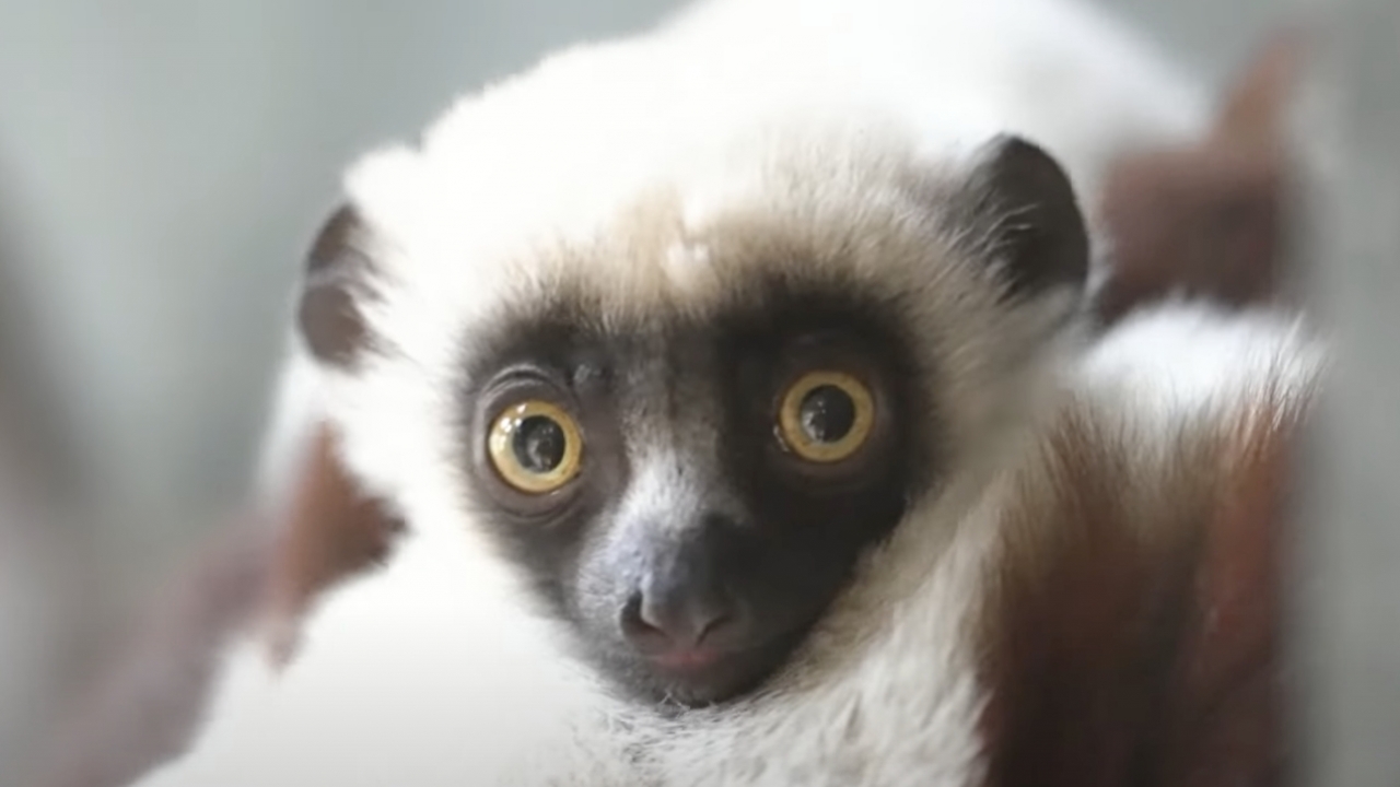 A baby lemur is pictured.