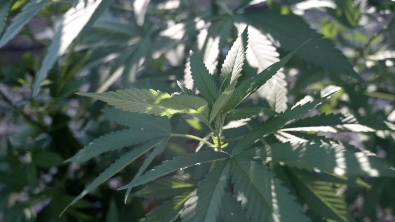 US regulators may loosen restrictions on marijuana