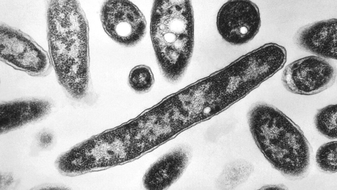 This 1978 electron microscope image shows Legionella pneumophila bacteria.