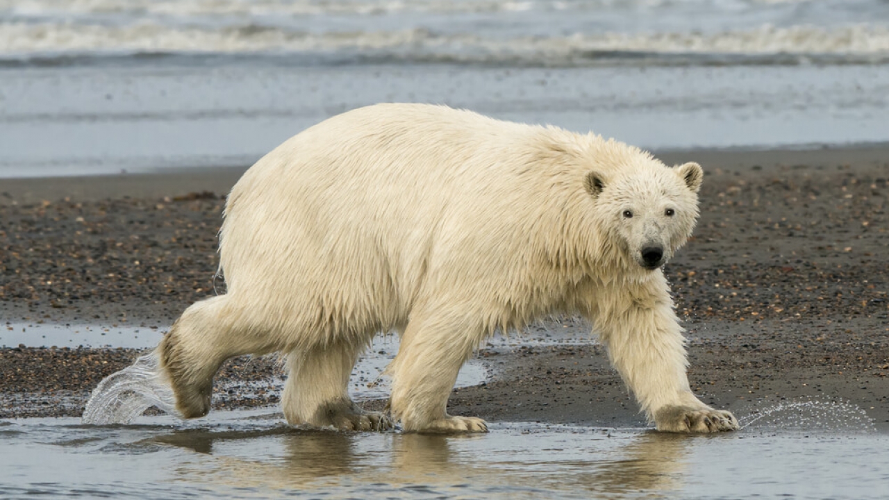 Generic image of a polar bear in Alaska.