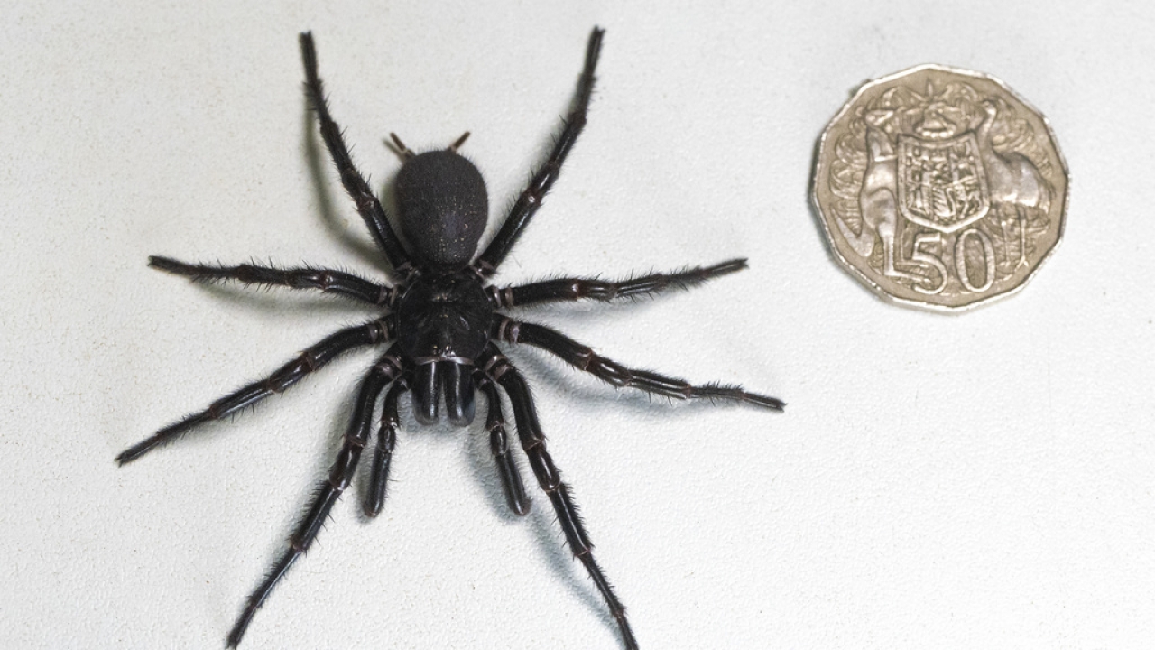 Male specimen of the Sydney funnel-web spider, the world's most poisonous arachnid.