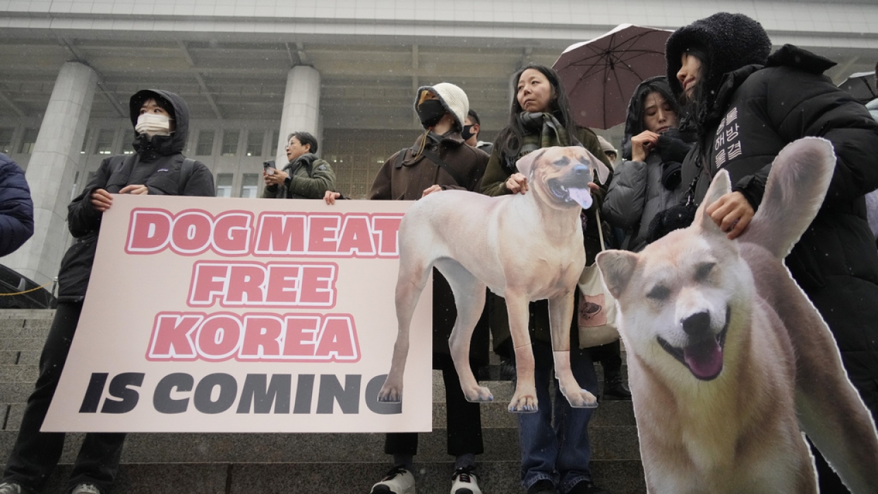 Animal rights activists supporting the government-led dog meat banning bill at the National Assembly in Seoul, South Korea
