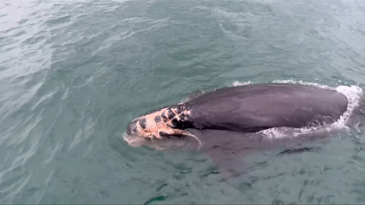 Injured North Atlantic right whale calf of Juno.