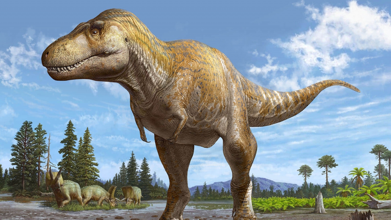 Tyrannosaurus mcraeensis.