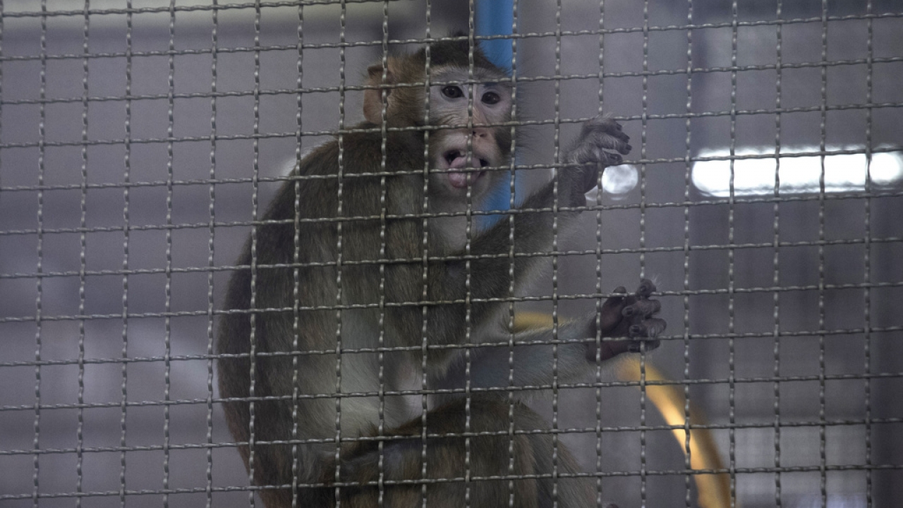 File photo of a long-tailed macaque in a cage.