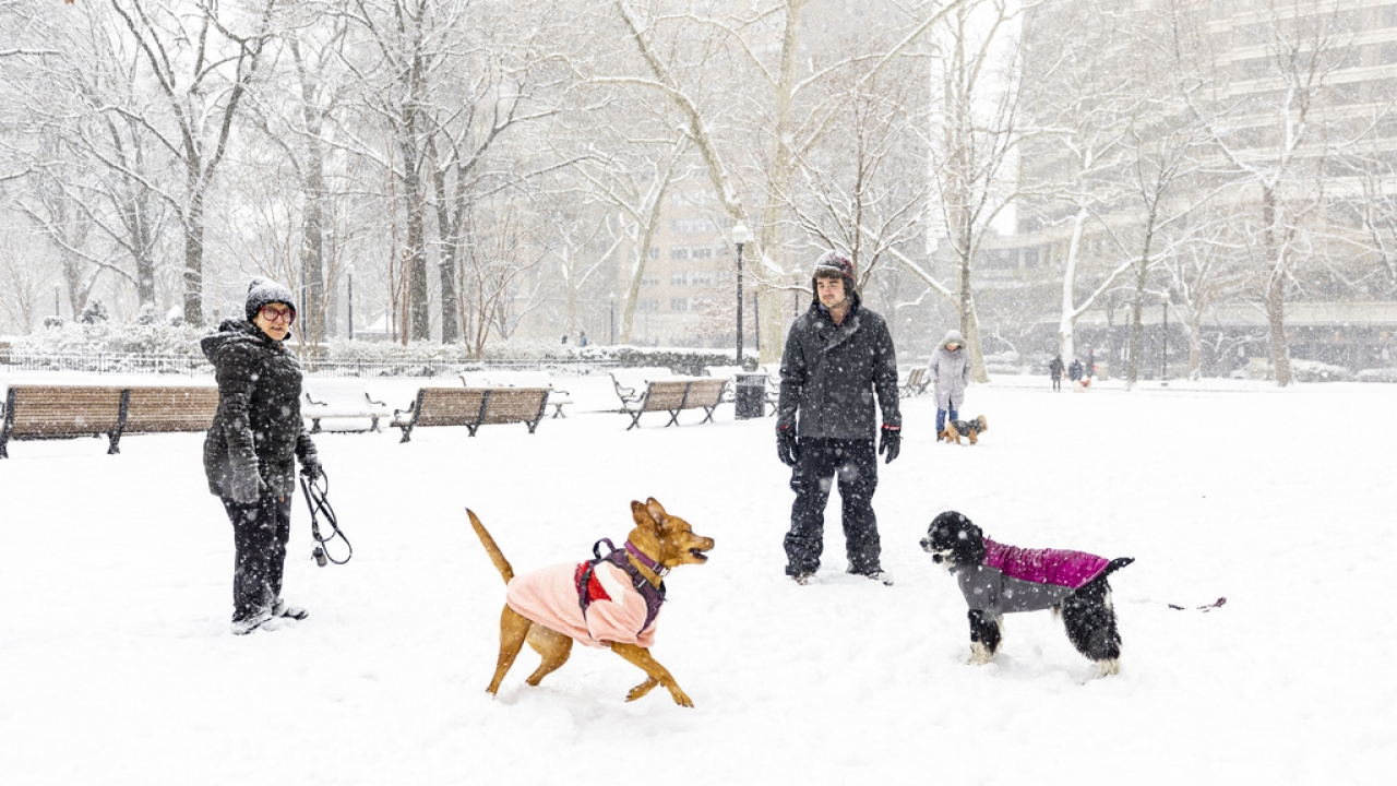 Two dogs enjoy fresh snow with their owners in sight behind them at Rittenhouse Square in Philadelphia.