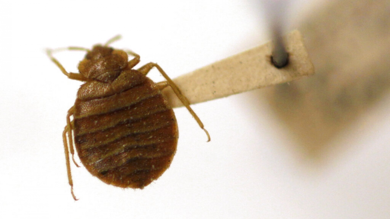 A bed bug is displayed at the Smithsonian Institution National Museum of Natural History.
