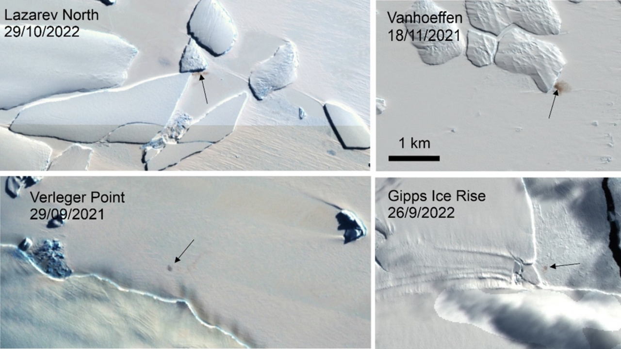 Satellite images of penguin colony locations identified by poop stains.