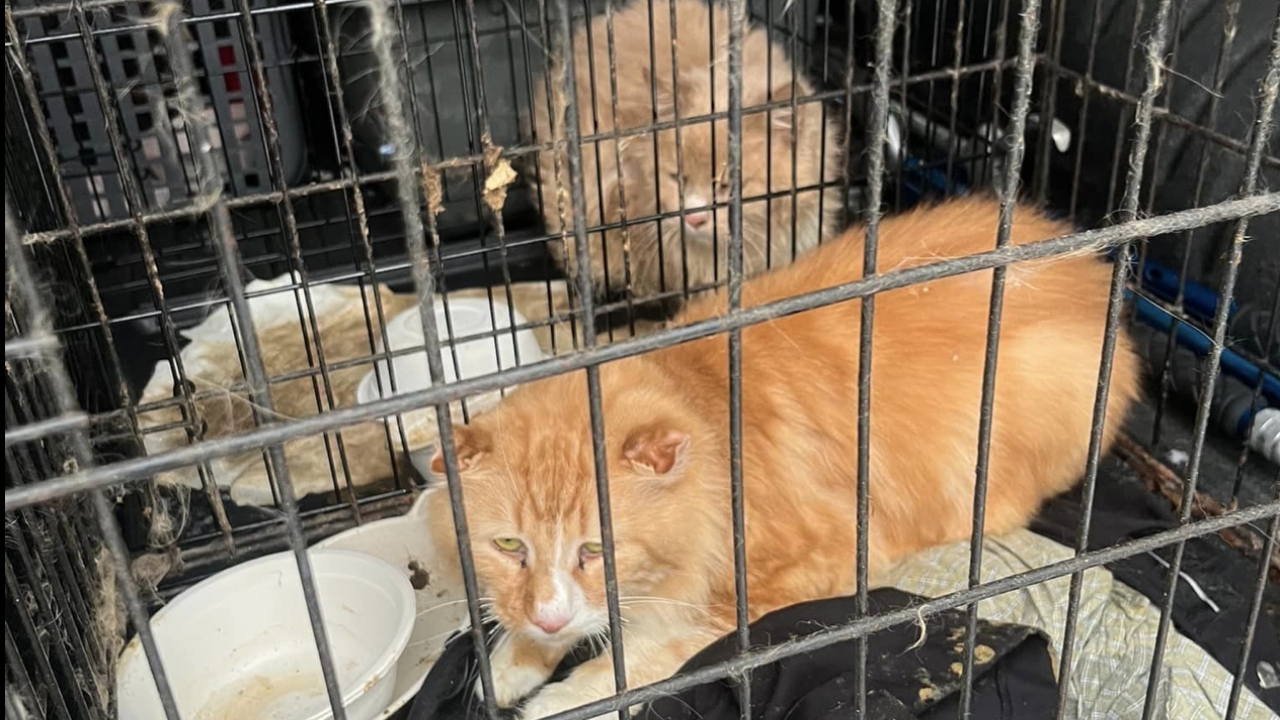 Cats in poor health that were left outside an animal control facility.
