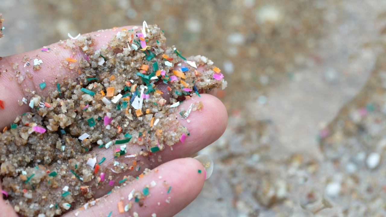 Close-up of a hand holding sand littered with colorful microplastics.