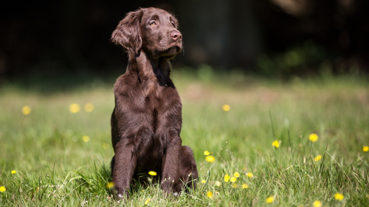 Flat-coated retriever dog sits on the grass